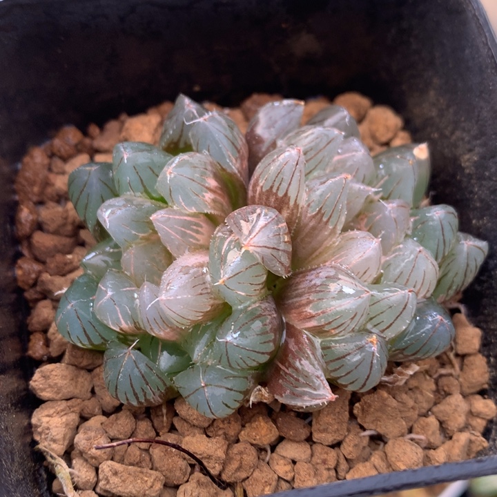 霓虹灯玉露锦，带盆发货
