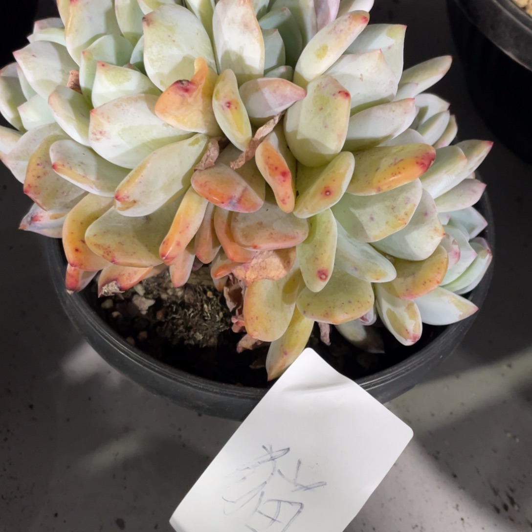 猫专拍梦露朵朵缀