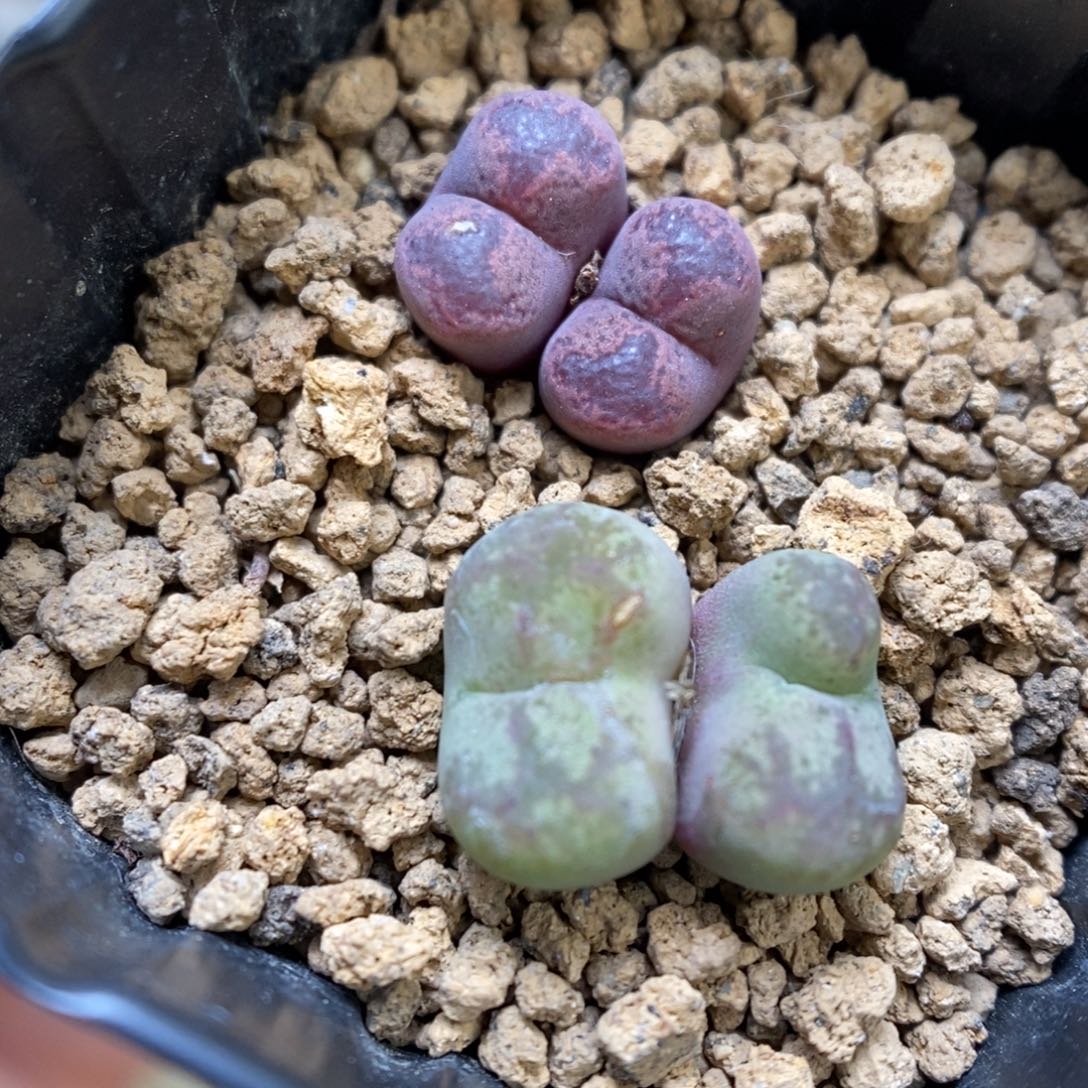 多肉植物肉锥杂交K-1048