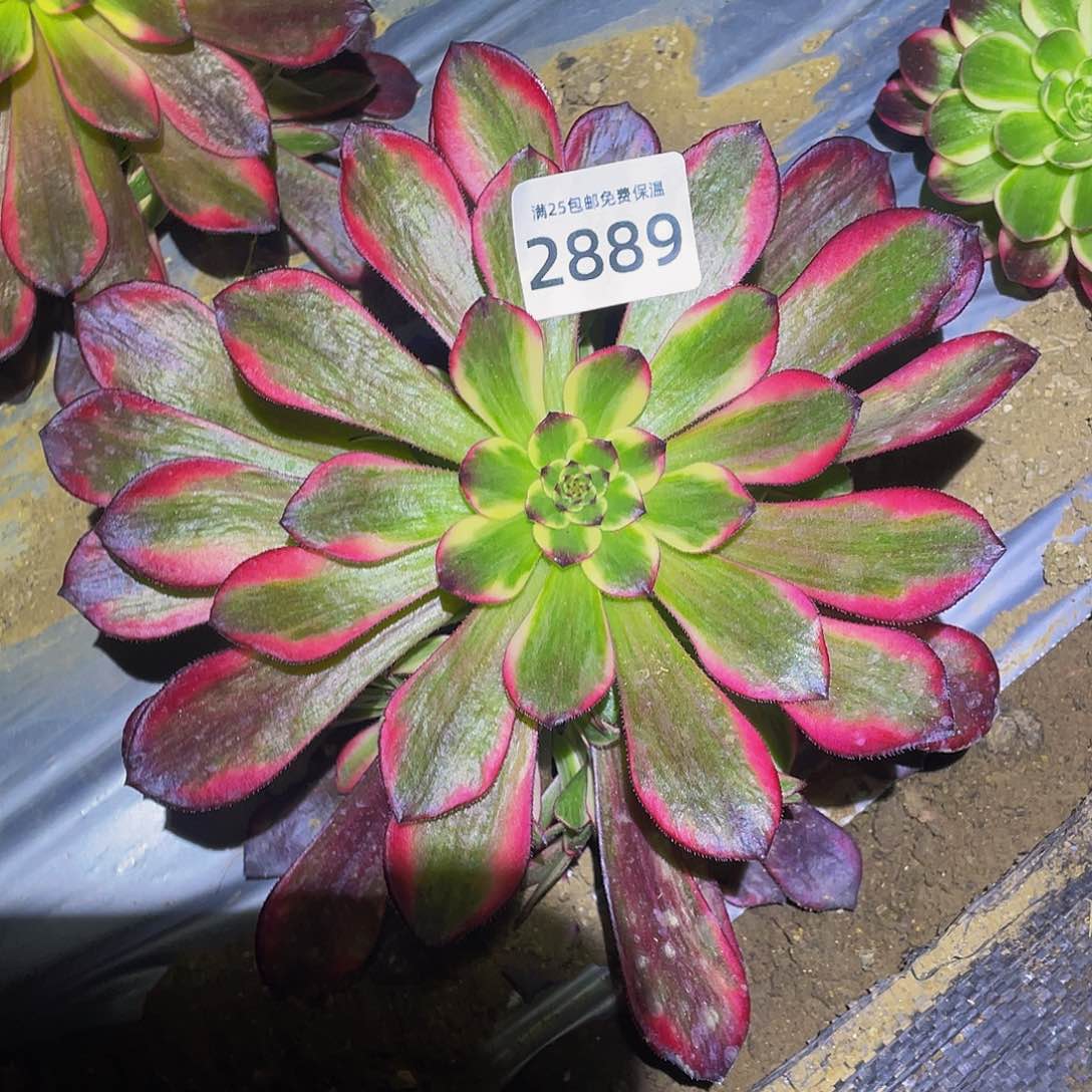 2889烟花多肉植物