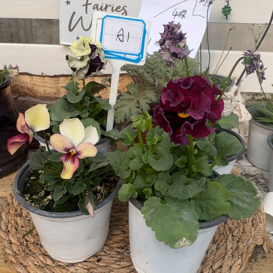 无花朵直播间组合A1号四颗角堇加陕西一棵