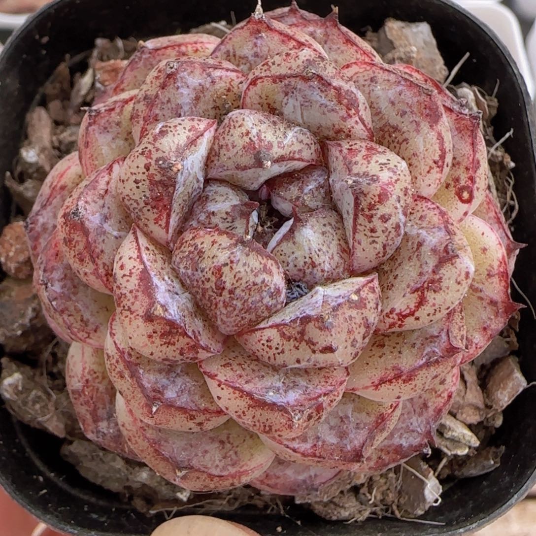 赤水晶a一颗优选