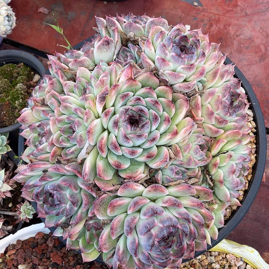 多肉植物一物一拍