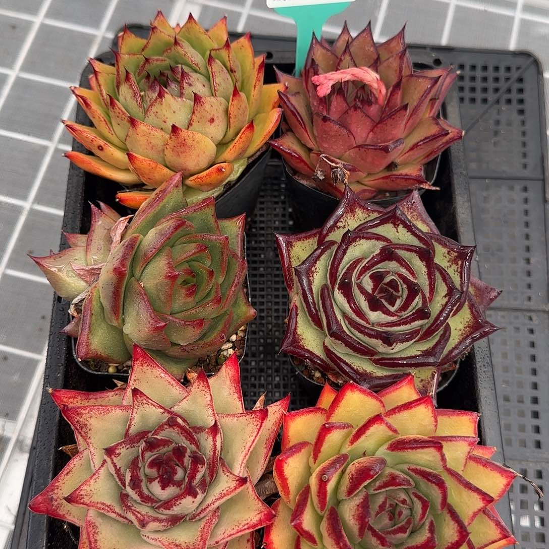 从前慢花园精选多肉编号0116-76