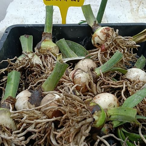 无花朵螺旋霉果3-4发一个