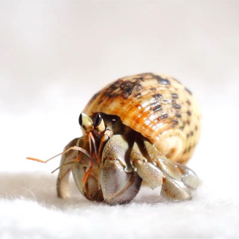 A001到A100寄居蟹专拍