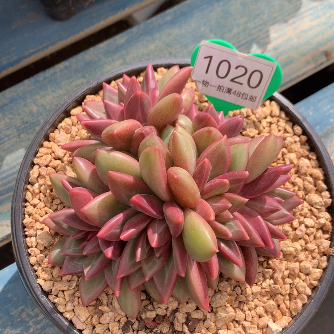 涵***淇迷雾泡泡无砍平头1020