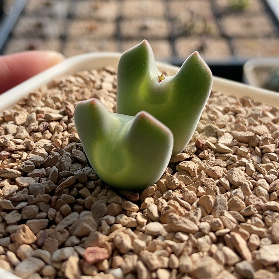 793大眼睛一颗三头母本