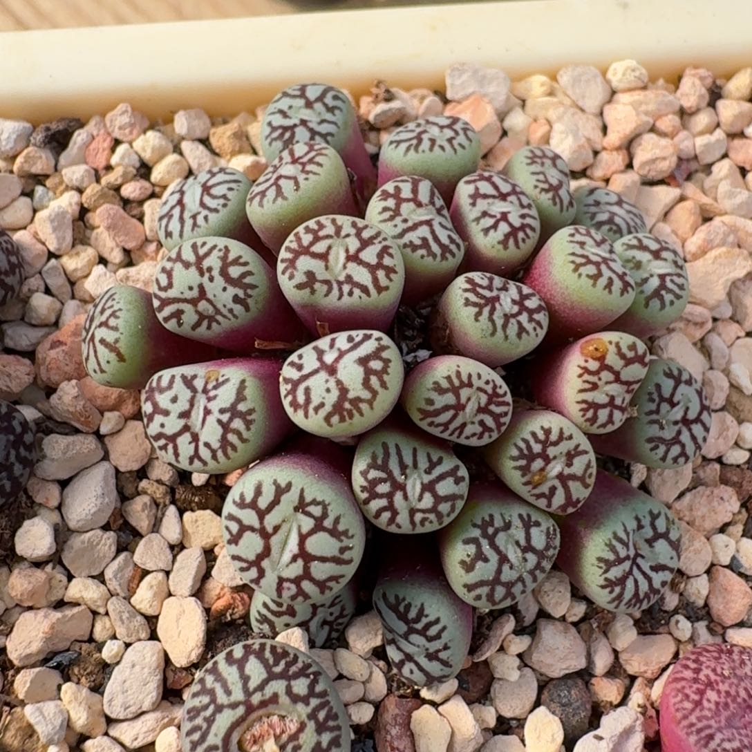 云缦精品番杏31.11 太枝墨