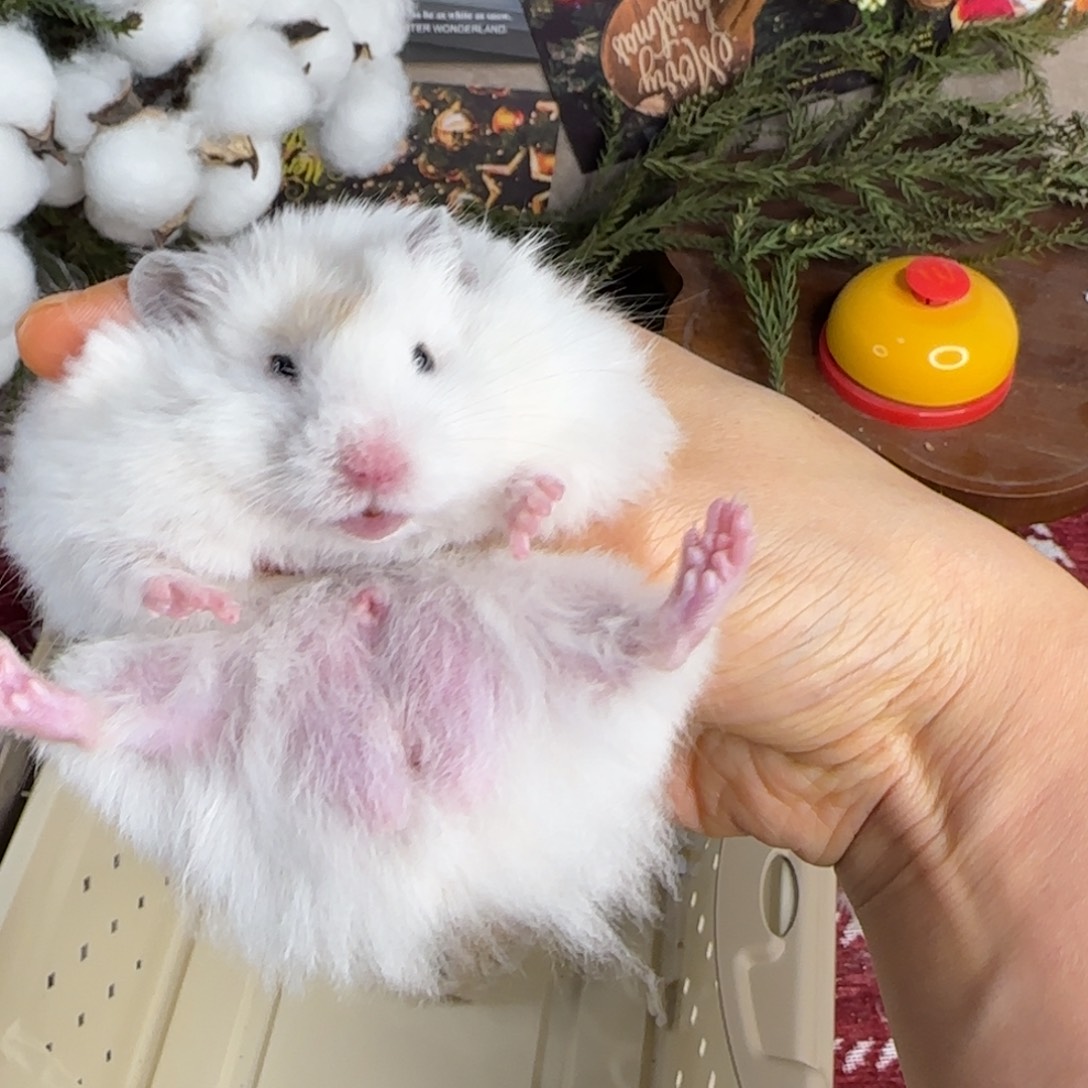 马赛克弟弟10.18生日