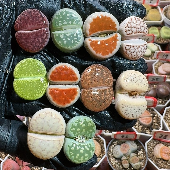 生石花11554。 25