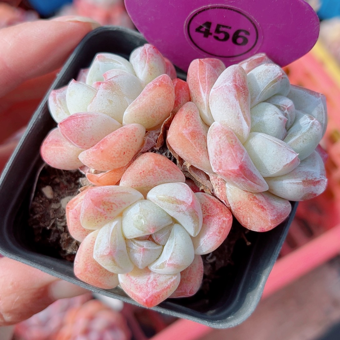 456号小老桩冰玉群