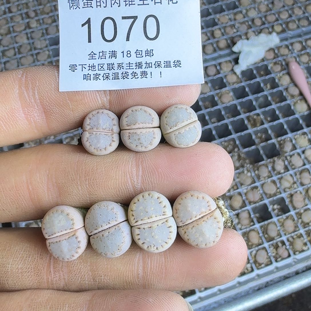 格***者1070 哈哈哈哈哈哈哈哈哈哈
