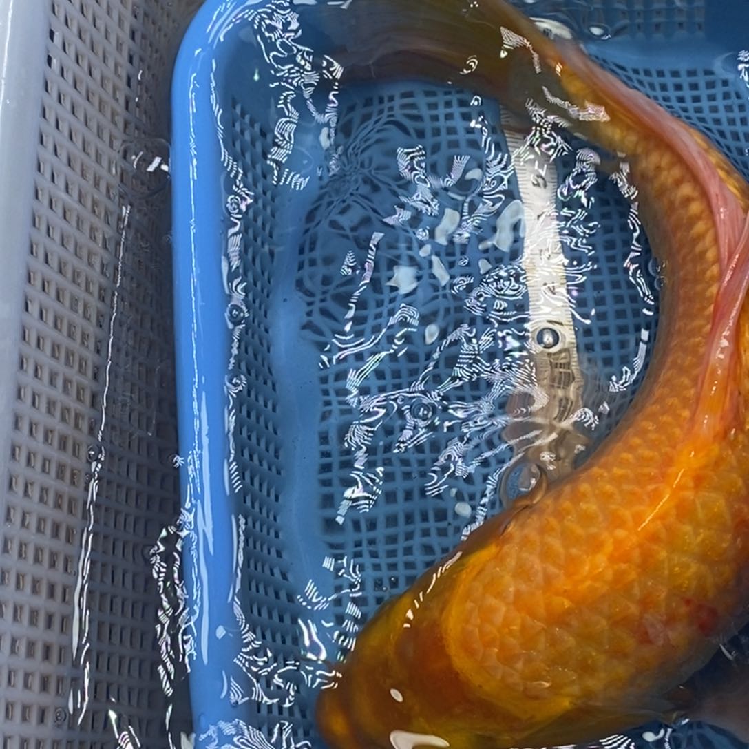 锦鲤冷水锦鲤包邮