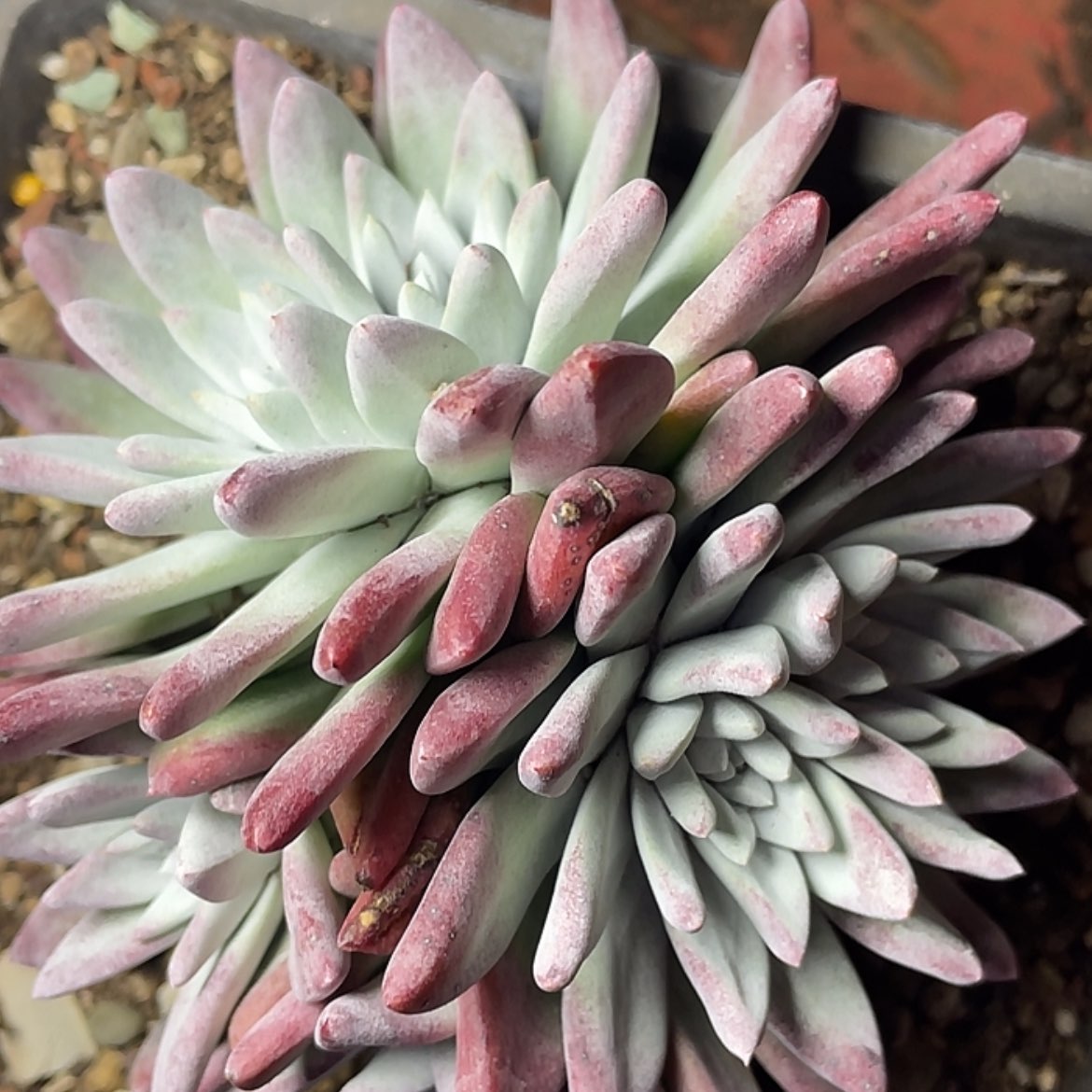 【闪购商品】韩版白姆