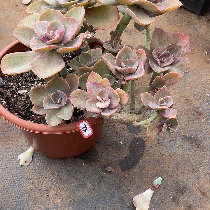 73贺氏 一物一拍多肉