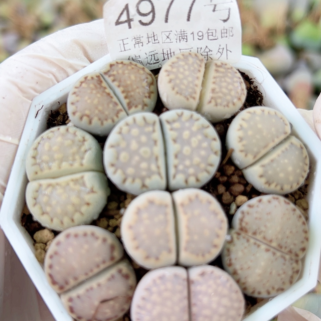4977四年饼干9个2-2.5cm