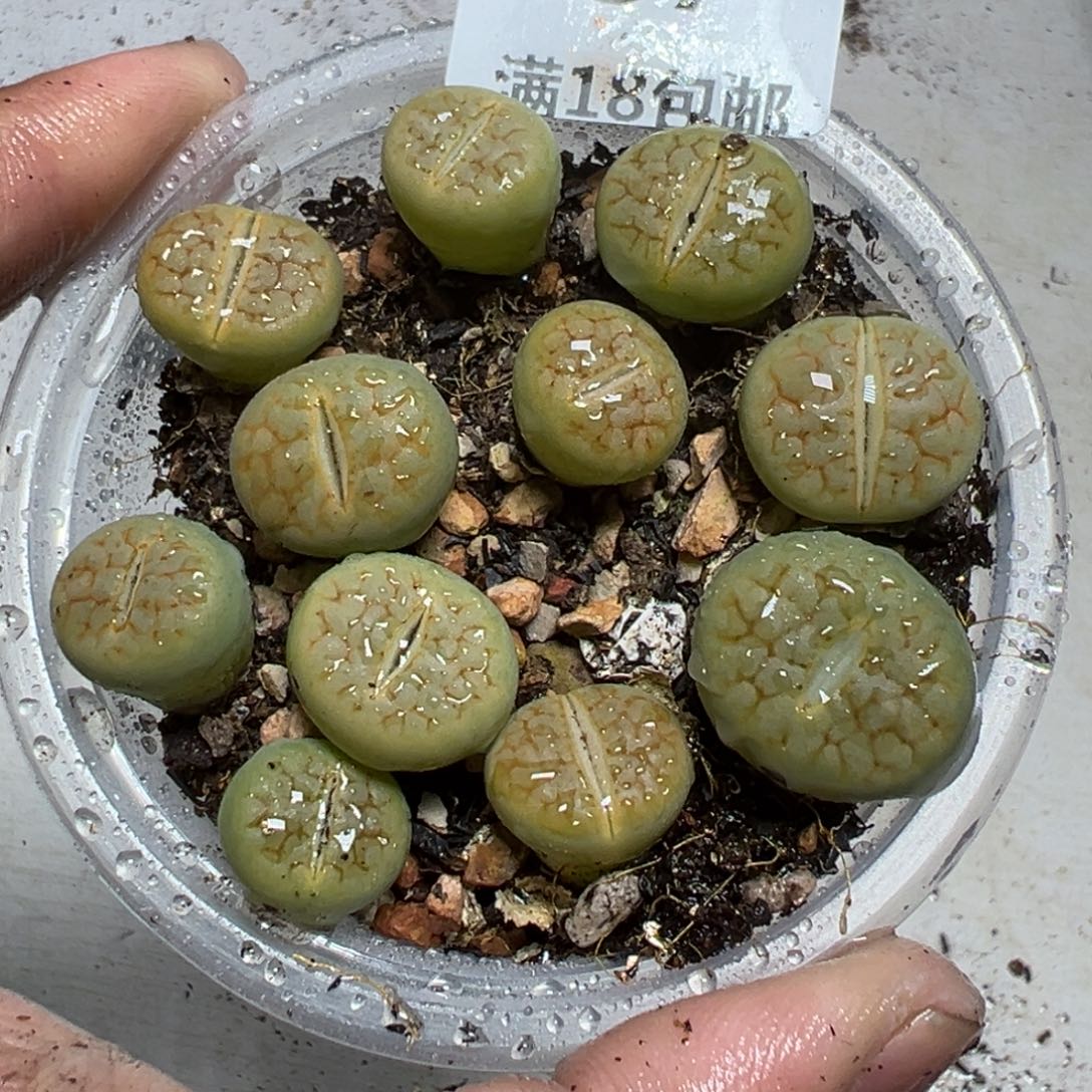 【闪购商品】 057。   