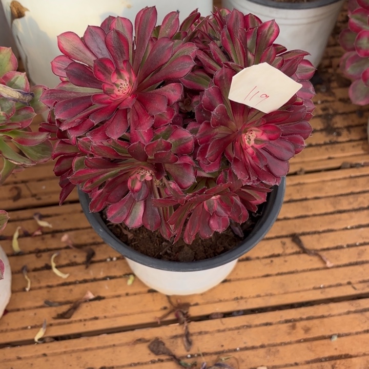 云南红铜好看119号