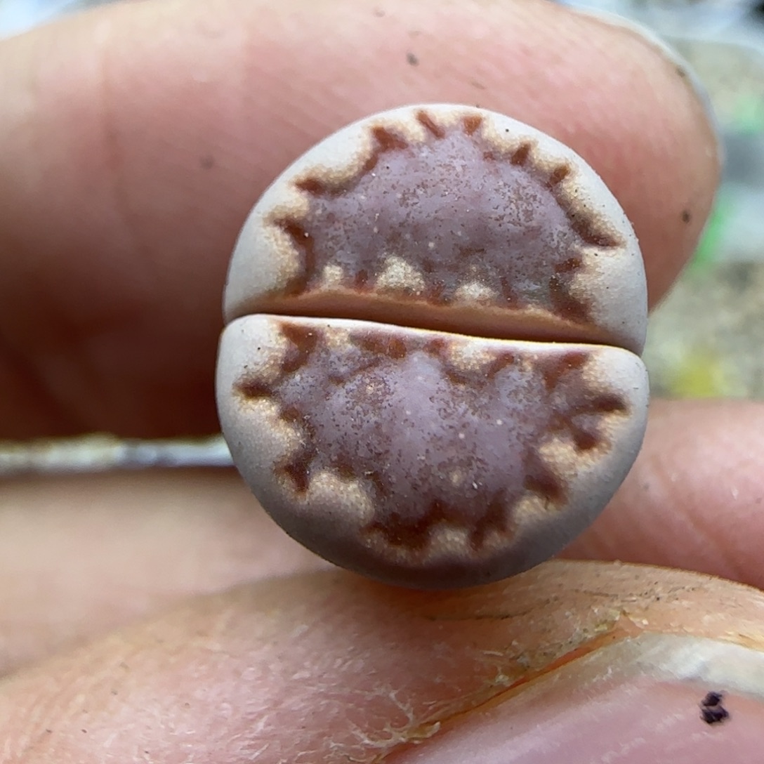 576福利清框福利30包邮