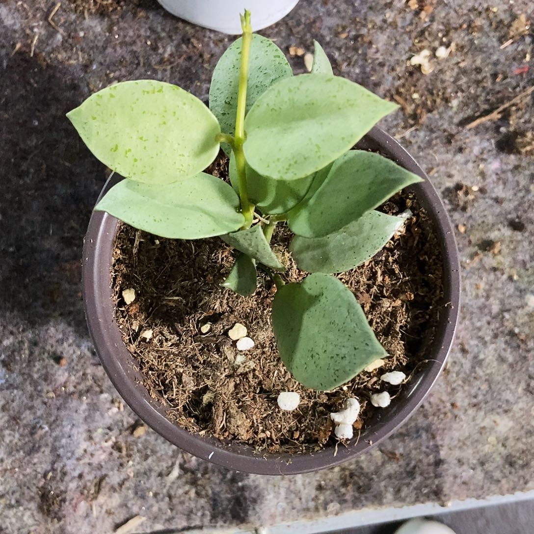 紫***ɞ完全开放薄荷银币球兰35