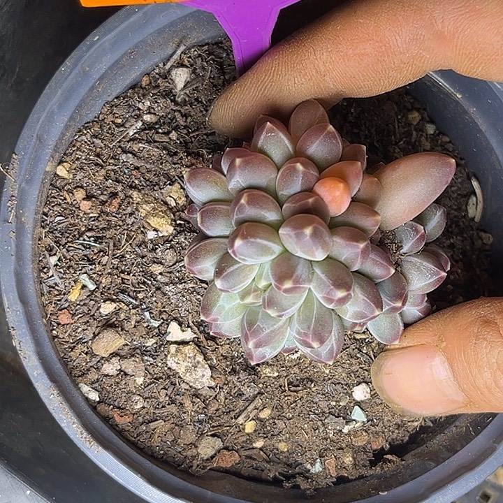 多肉植物申公豹493