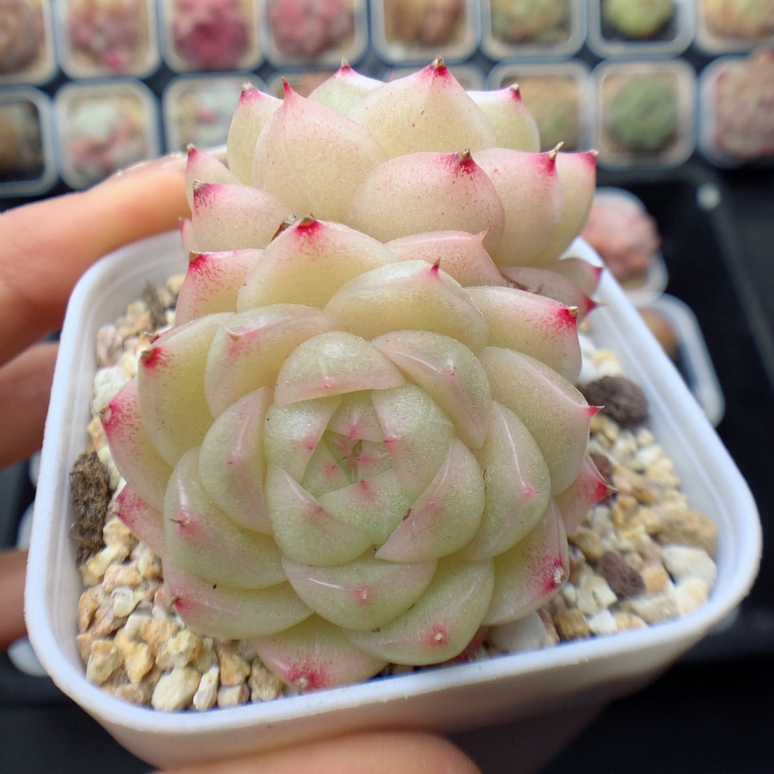 多肉植物。 麦秆8