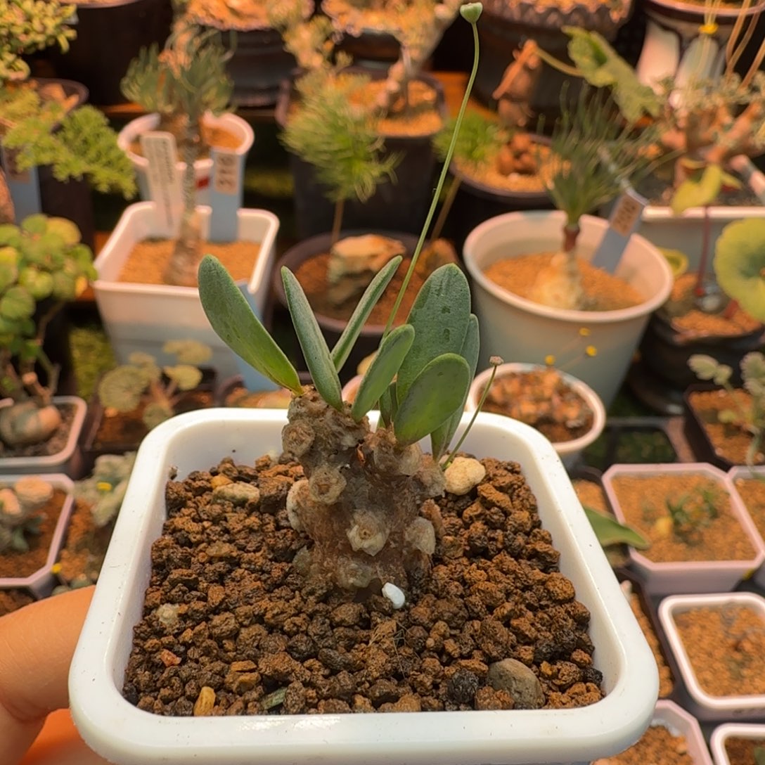 恩特美259 仙人掌