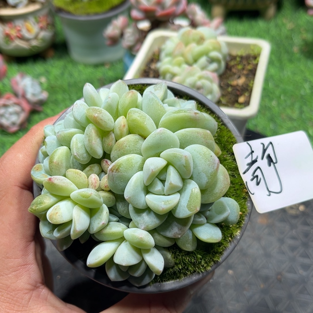 静专拍冰玉群生多头