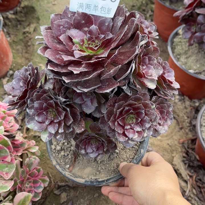 9030花花公子的多肉