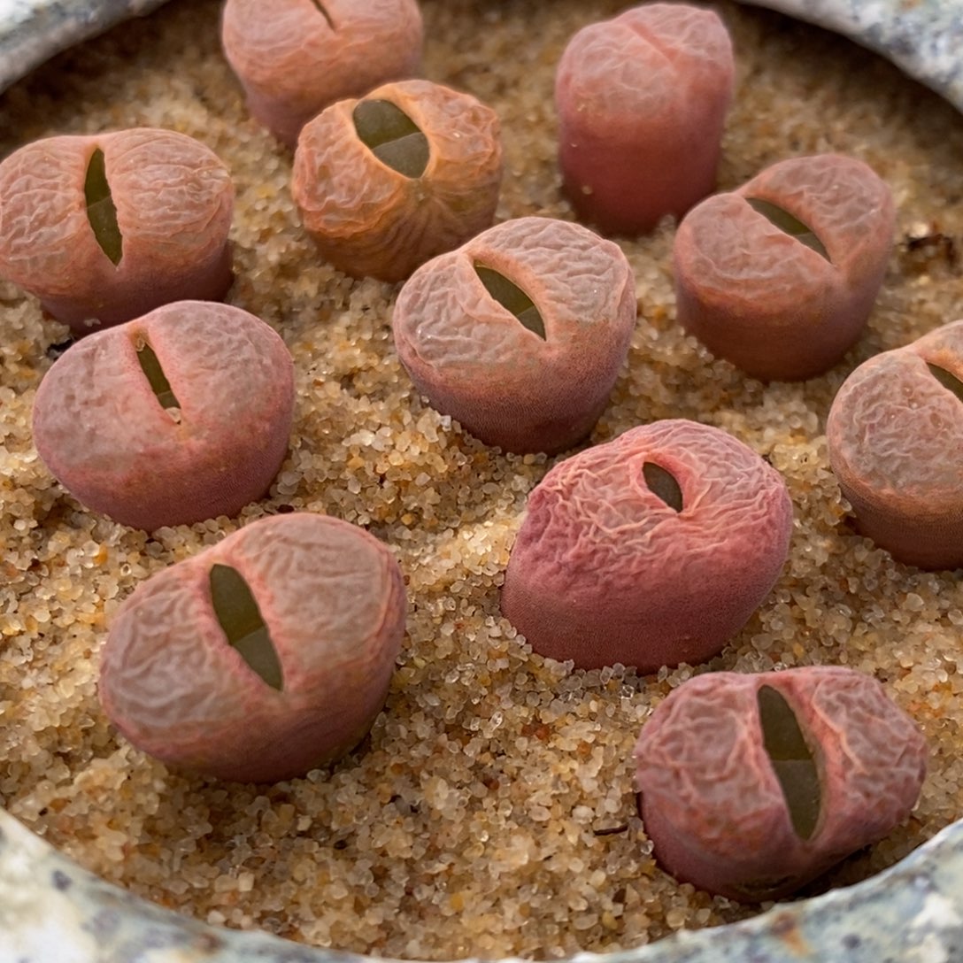 C10风铃一颗一颗