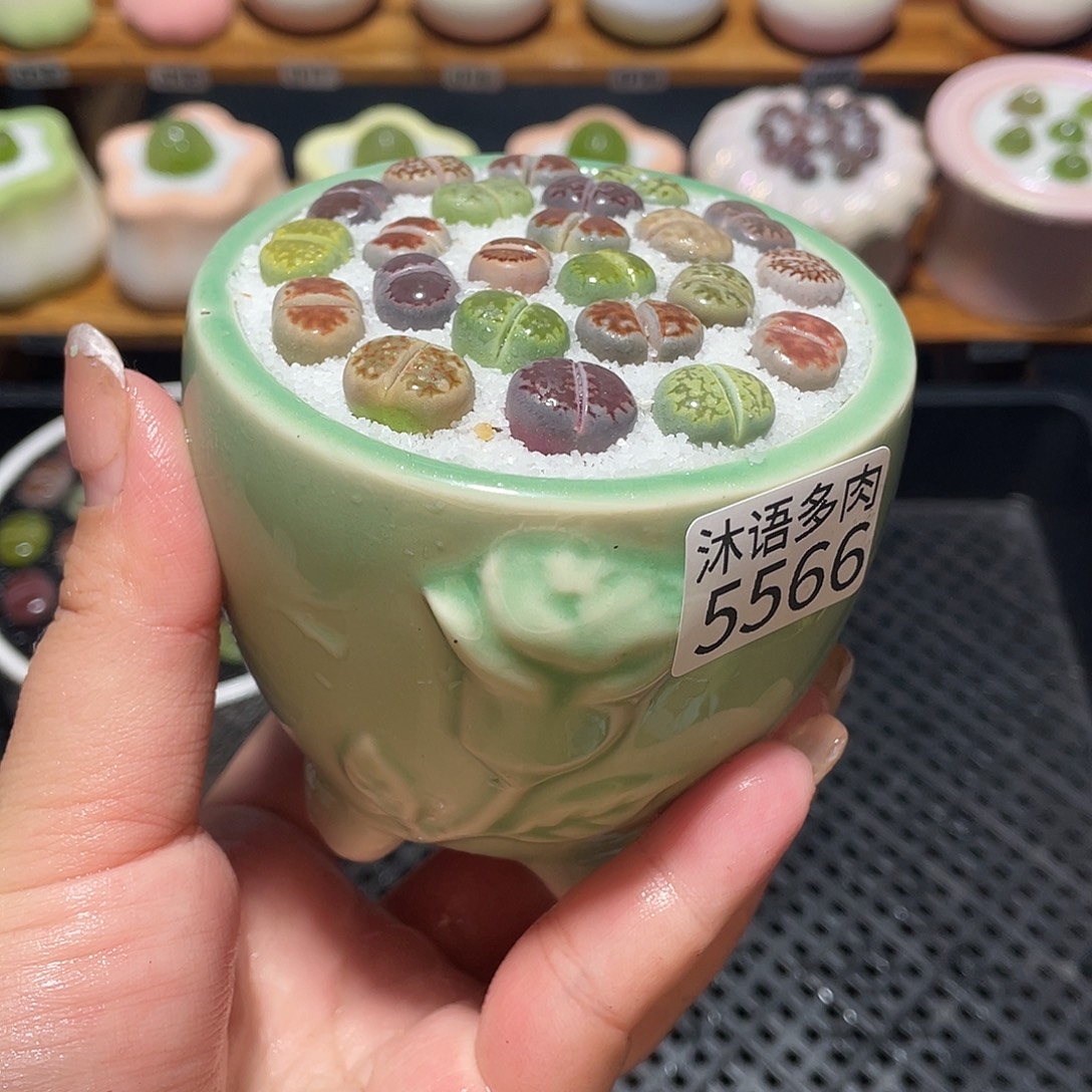 带盆土植物 一物一拍5566盆微瑕