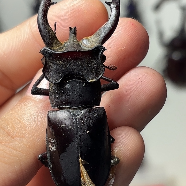 超大深山锹甲佛瑞如图