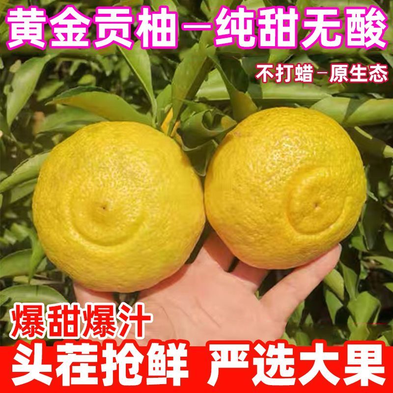 湖南怀化岩陇黄金贡柚当季新鲜水果象山青春香桔柚蜜甜柚子大礼盒