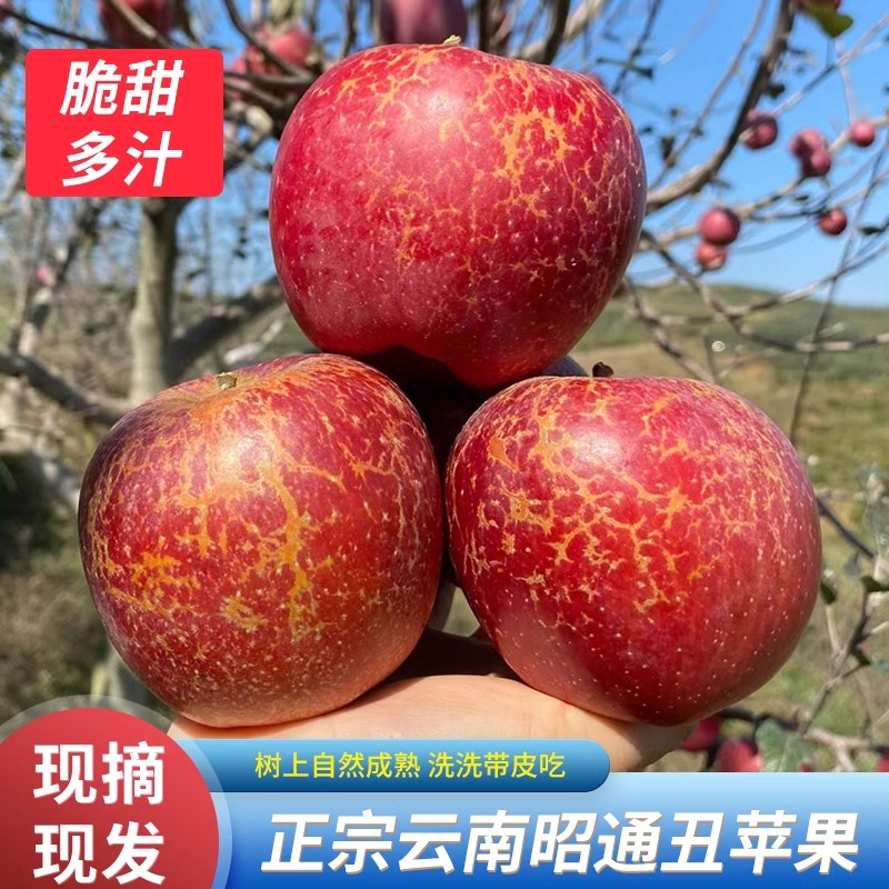 【当季新鲜】云南昭通糖心丑苹果树上自然熟水果脆甜多汁产地现发