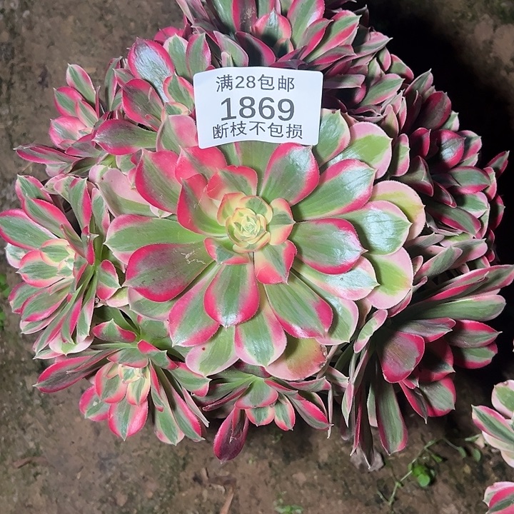1869七彩石多肉植物