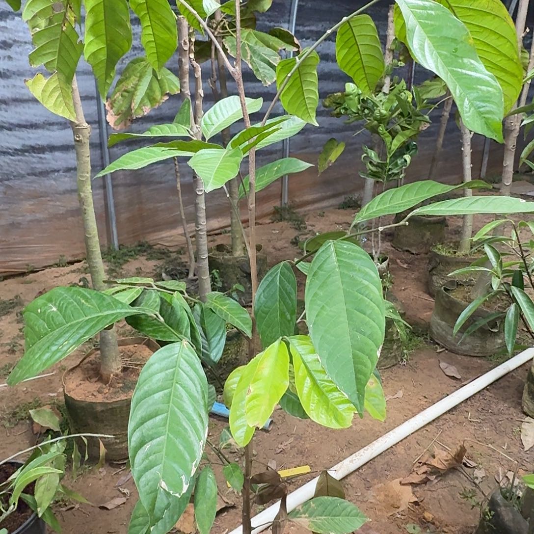 桦***天当前无花栽培后可以开花龙宫