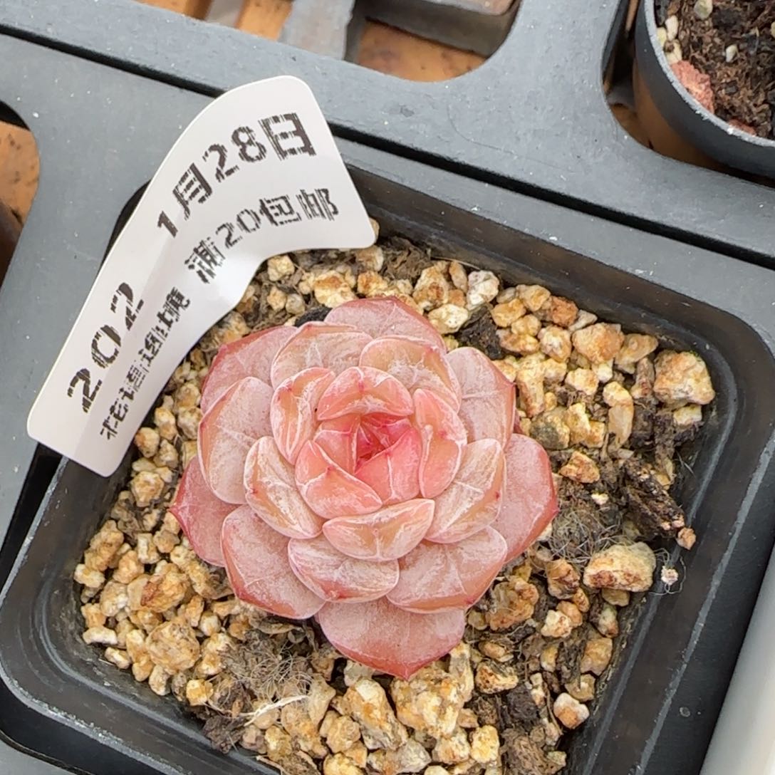 花语逸镜0128-202