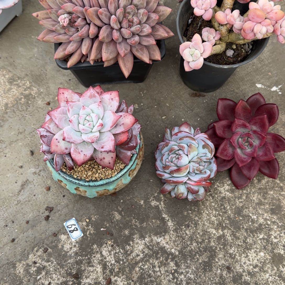 锁***窗多肉植物卡系和水晶球