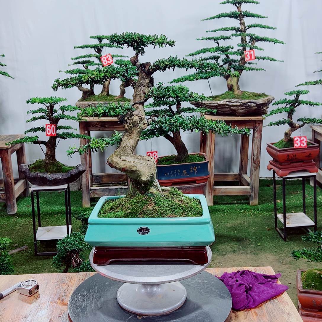 小老桩矮霸红芽珍珠罗汉松