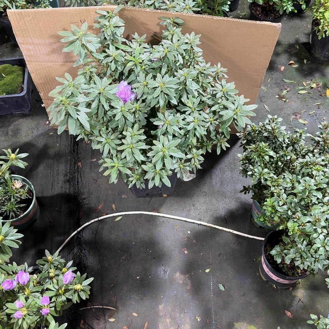 郁***语完全开放岸牡丹杜鹃花