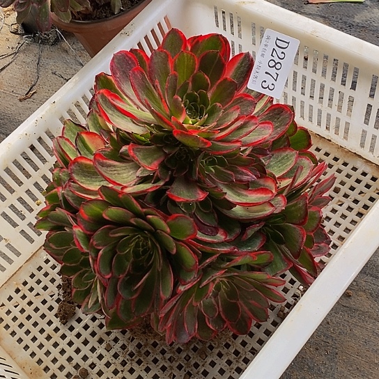 2873夜宴多肉法师锦