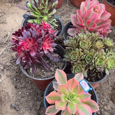 695多肉植物组合
