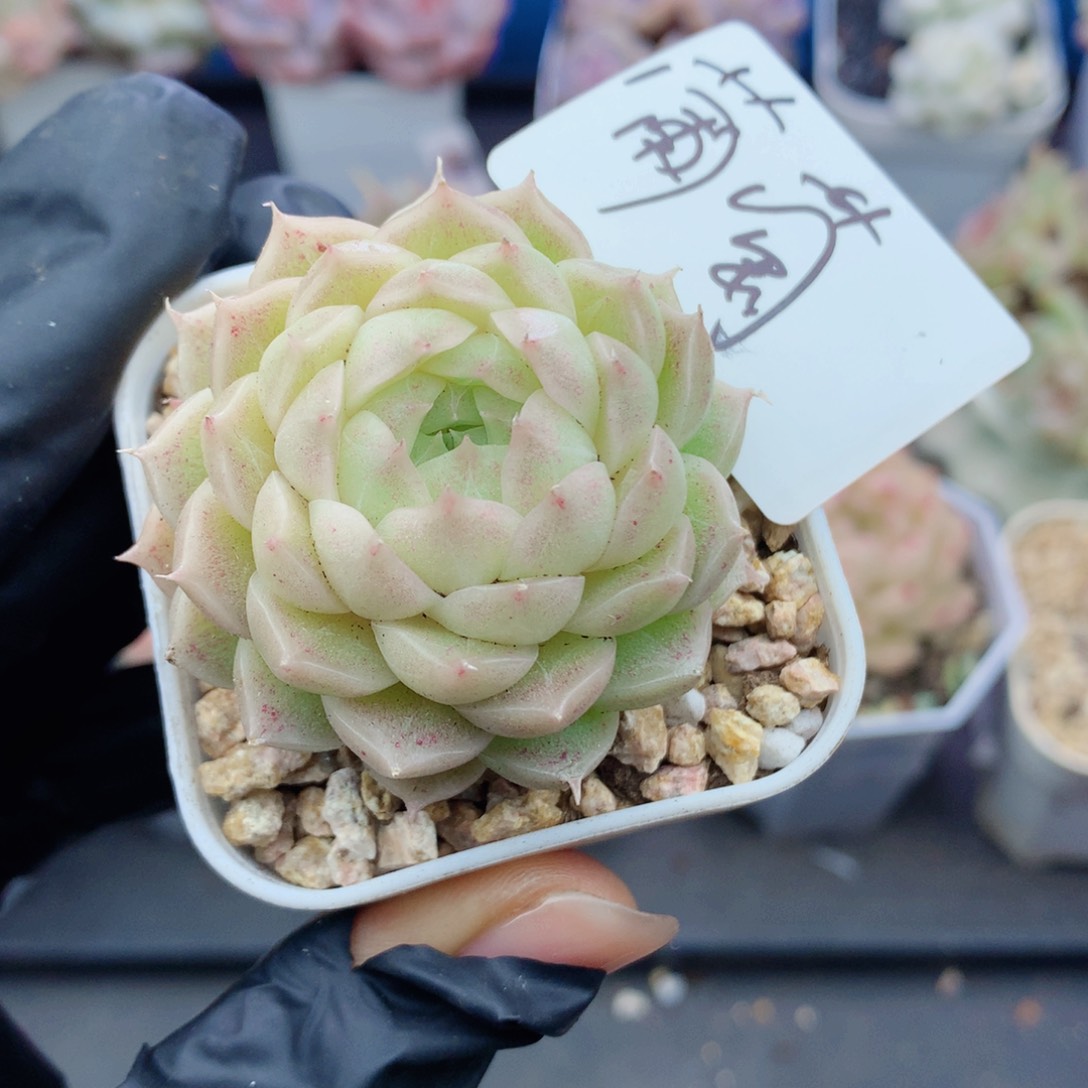 㵾嘿嘿58包邮  群生不包整葡萄