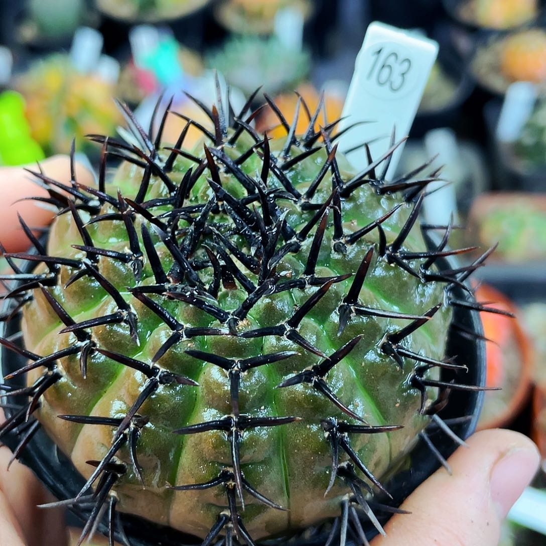 非偏远地区满25包邮仙人球