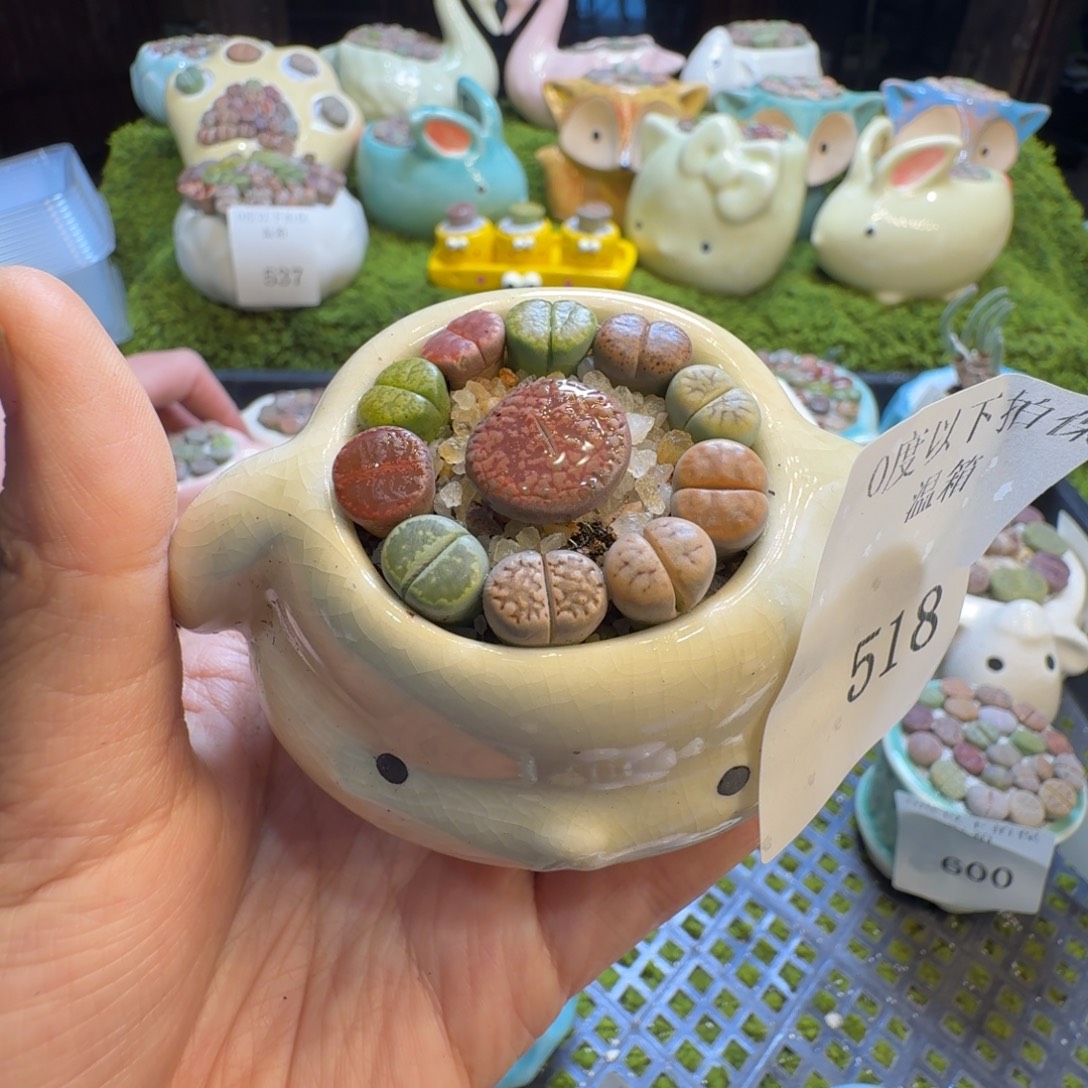 多肉植物福利冲518