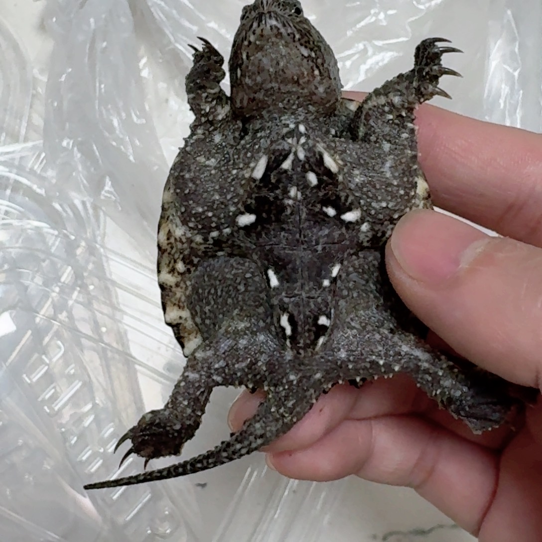 宠物龟不分公母111