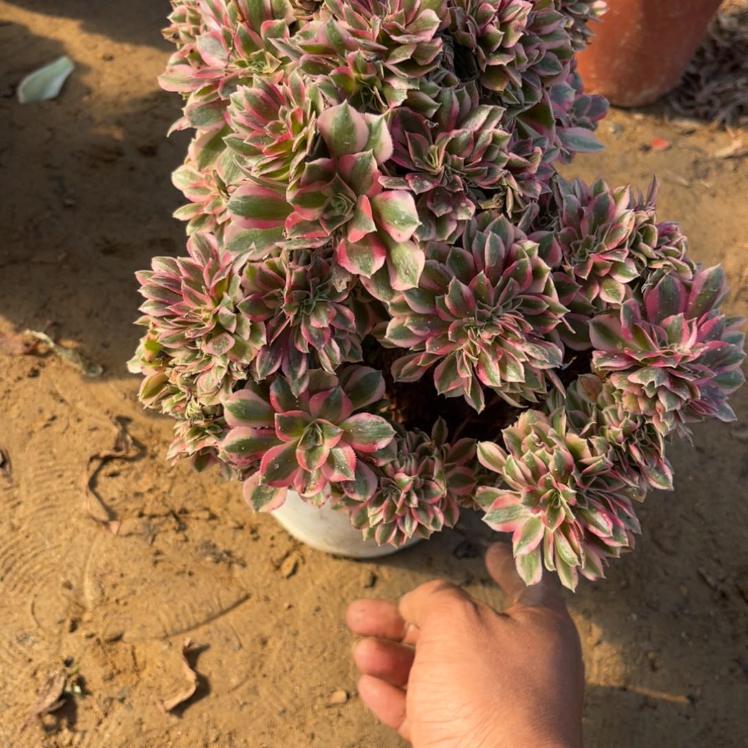 11-5-21女巫缀法师锦