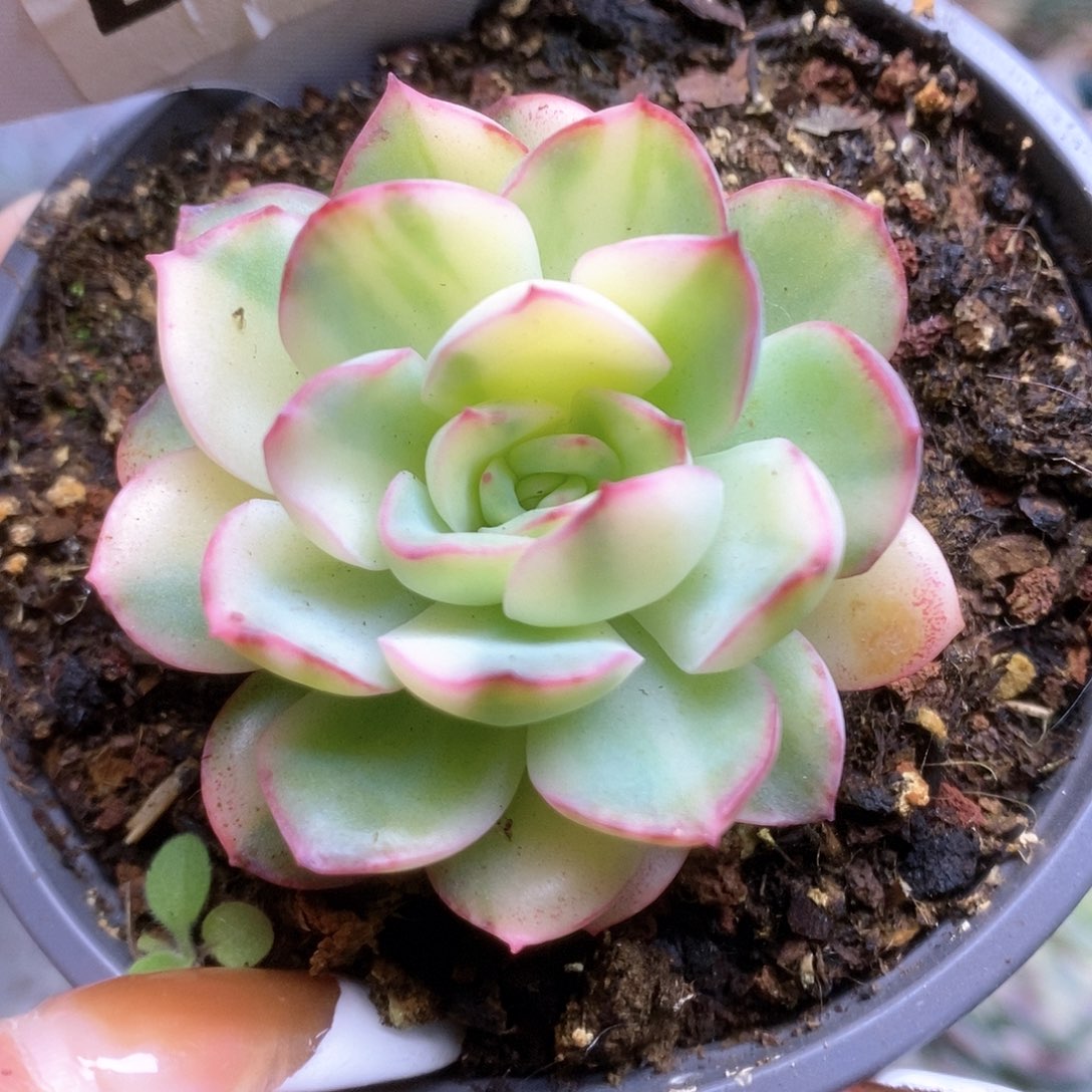 047雨燕座锦锦锦锦锦锦