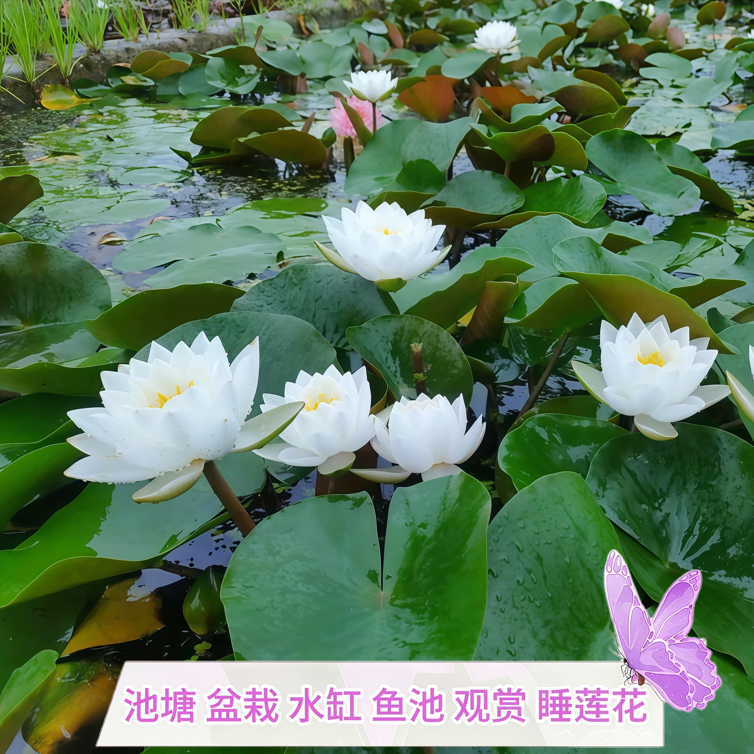 暹罗茉莉清香优雅睡莲水培植物荷花水池塘莲花根块水养花卉盆栽